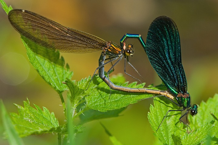 Gebnderte Prachtlibelle Calopteryx splendens